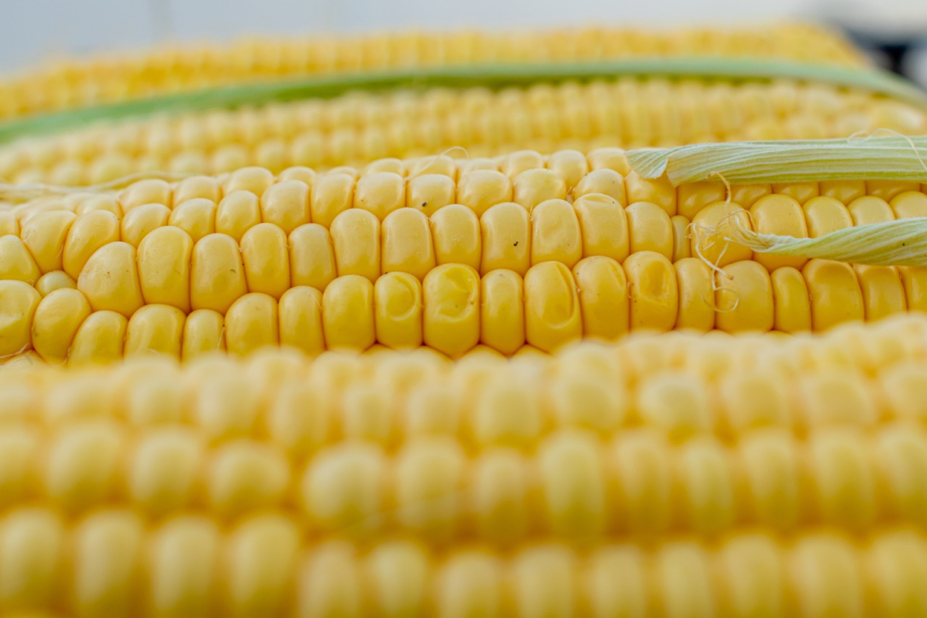 Biuro Powiatowe w Jaśle ARiMR przyjmuje wnioski od producentów kukurydzy 