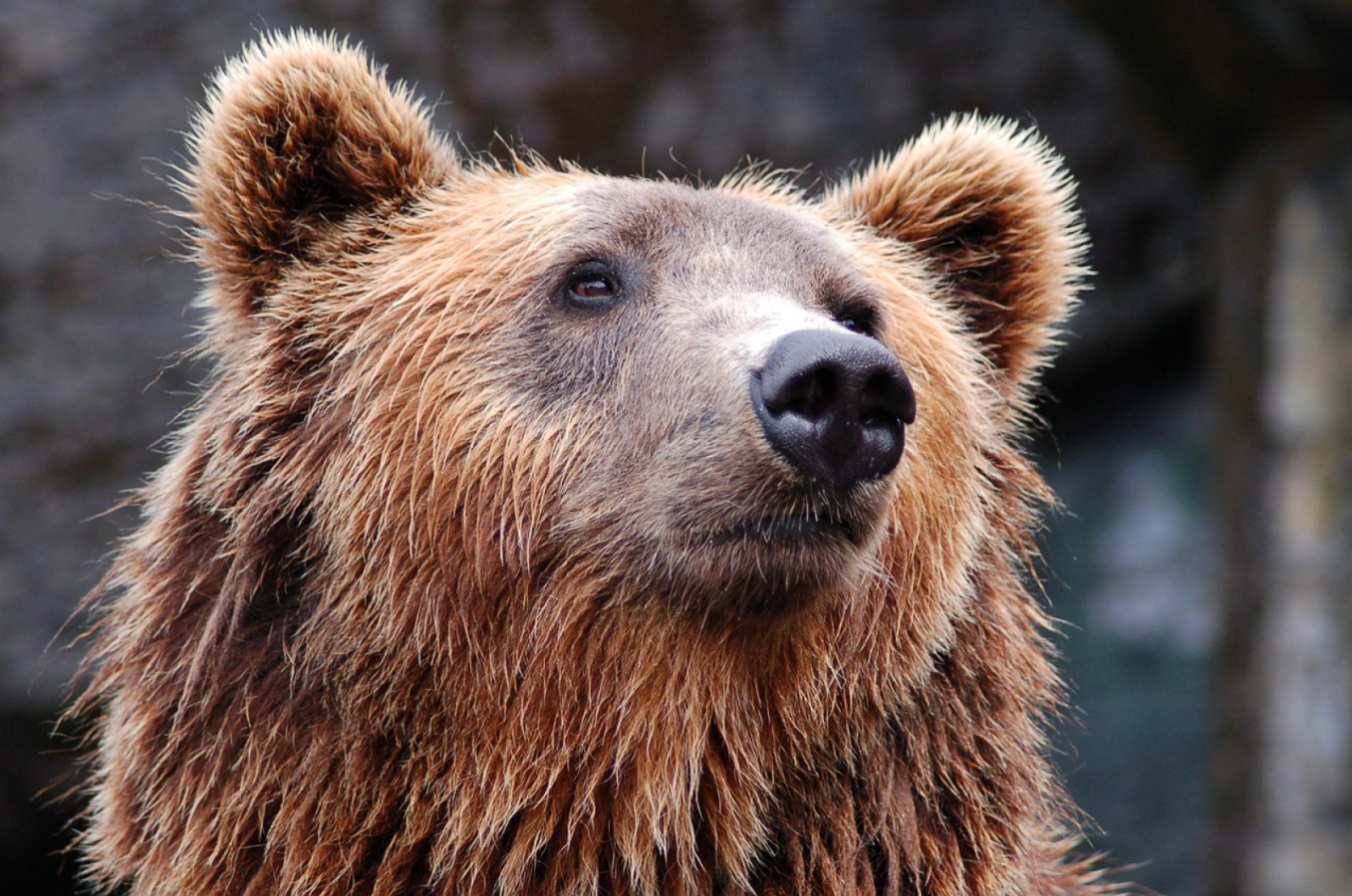 Odnotowano obecność niedźwiedzia w Bykowcach 